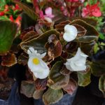 Las Acacias Nature Shop