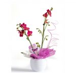 Fresflor By Quality