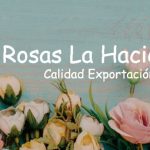 Rosas La Hacienda