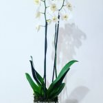 Floppos Boutique Floral Floppos Boutique Floral